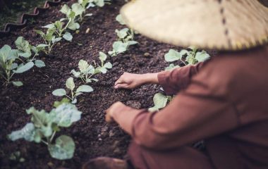 activities-2-farming